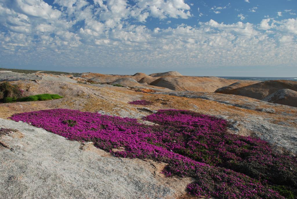 The Oystercatchers Haven At Paternoster Exterior foto